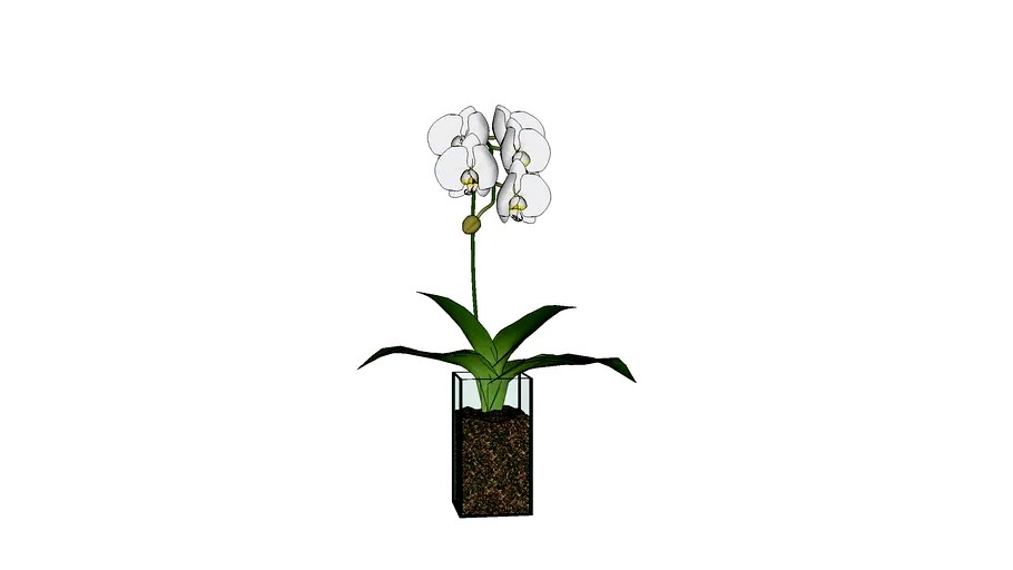 plantas+internas