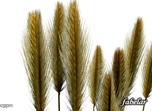 Wheat3d model