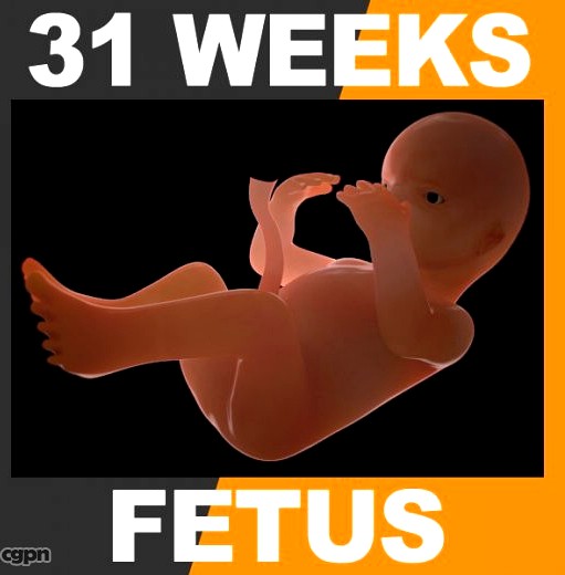 Human Fetus 31 Weeks3d model