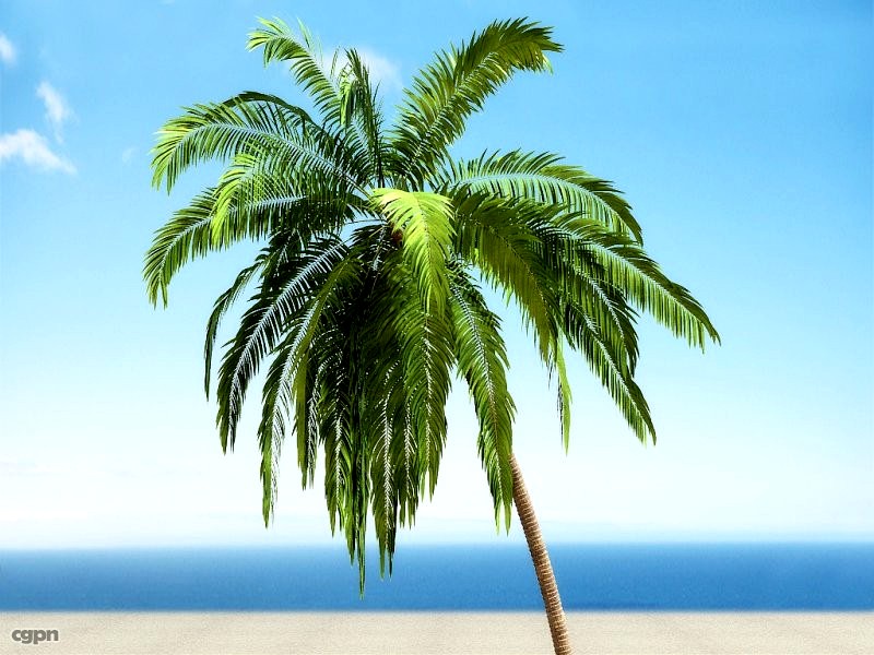 Palm # 23d model