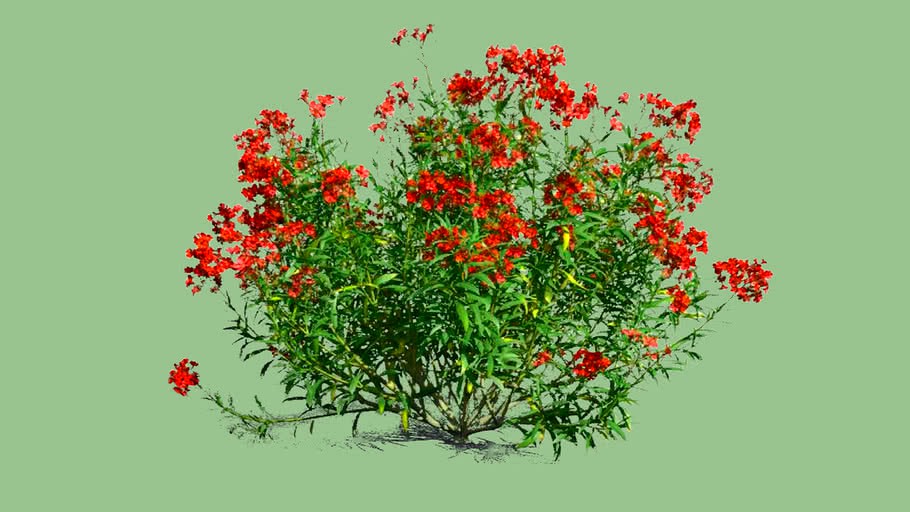 Nerium Oleander Red