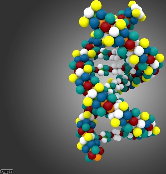 DNA Model3d model