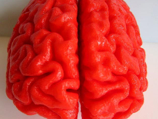 Human Brain, Full Scale by MiloMi