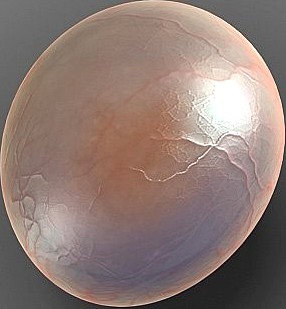Globule cell3d model