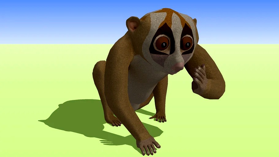 Slow Loris