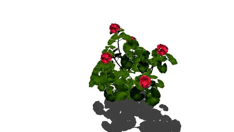 geranium
