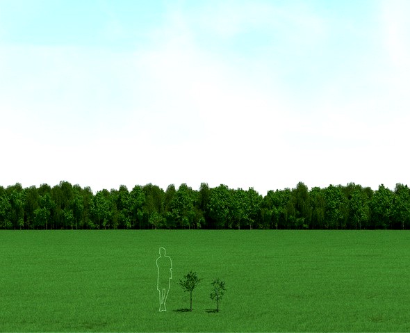 Willow (Salix) Trees 3d Models