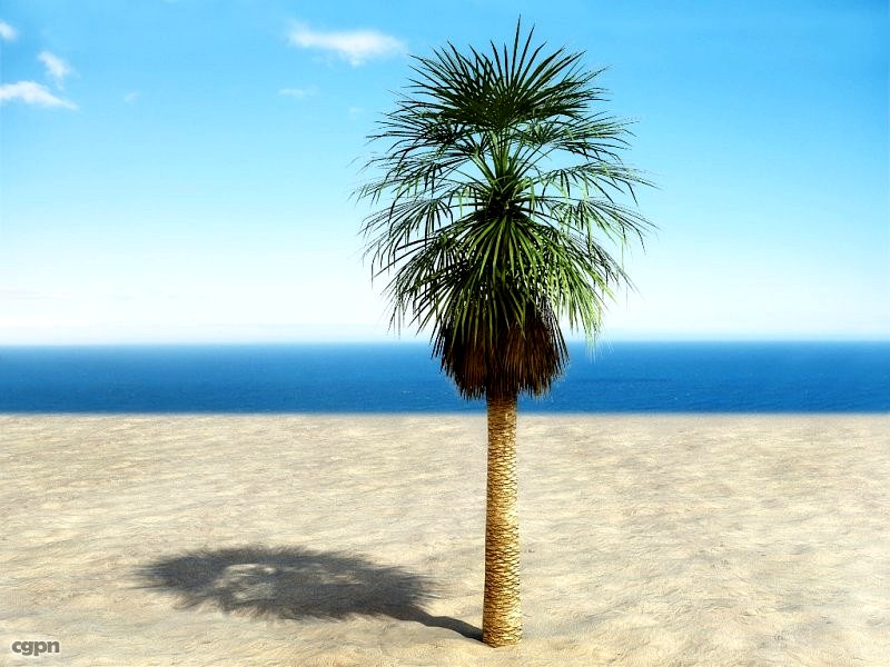 Palm # 33d model