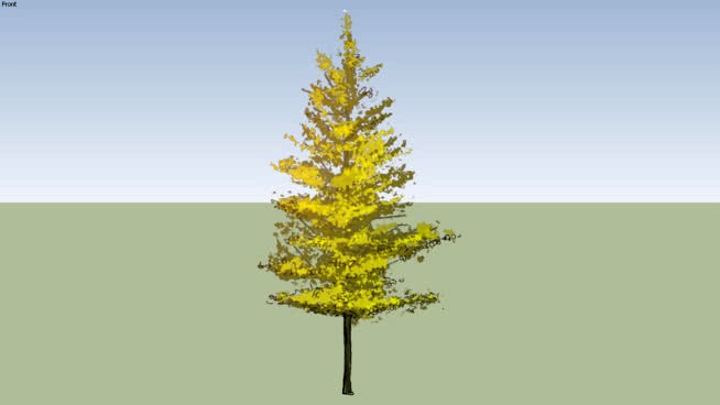 Columnar Ginkgo Tree