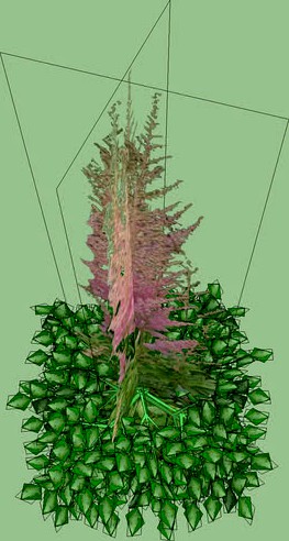 Astilbe 3D