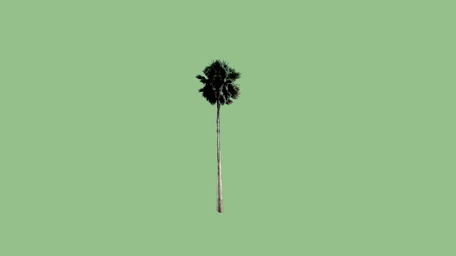 Palm Tree 3d