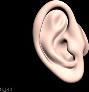 Human Ear3d model
