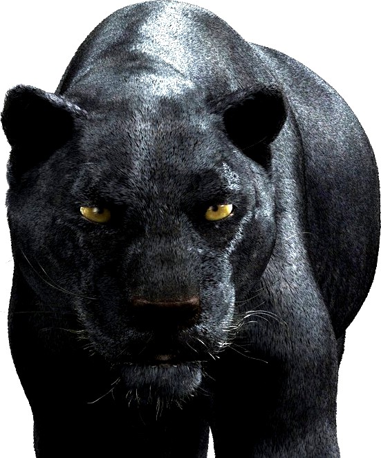 Black Panther3d model