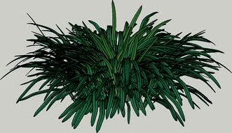 Liriope Grass Variation 6_02
