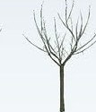 AED Bare Tree