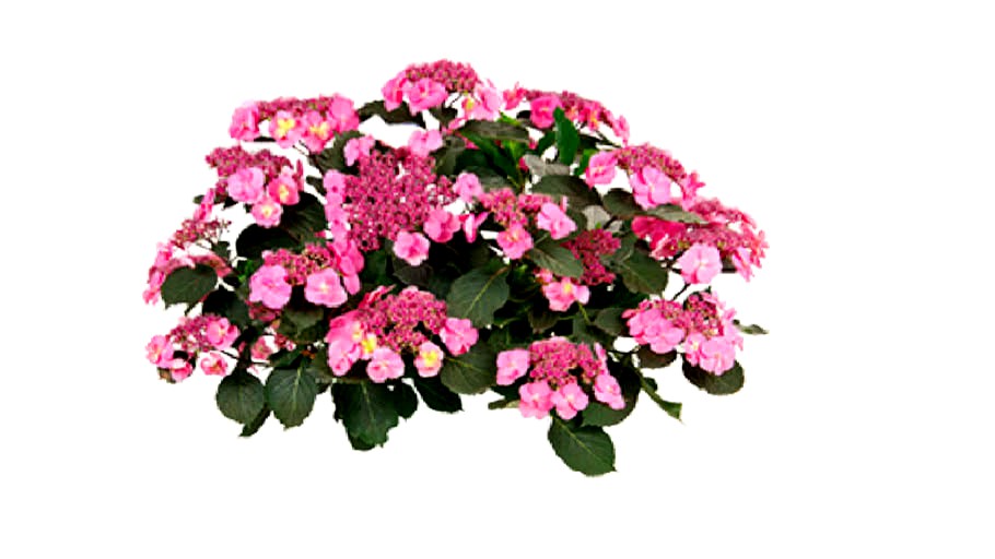 Tuff Stuff Hydrangea serrata