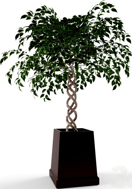 Ficus