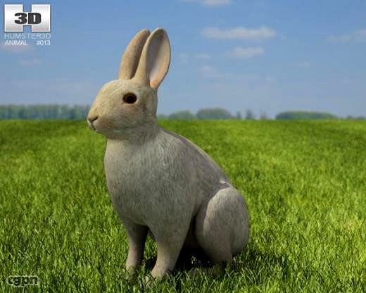 Common Rabbit3d model