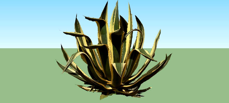 Agave