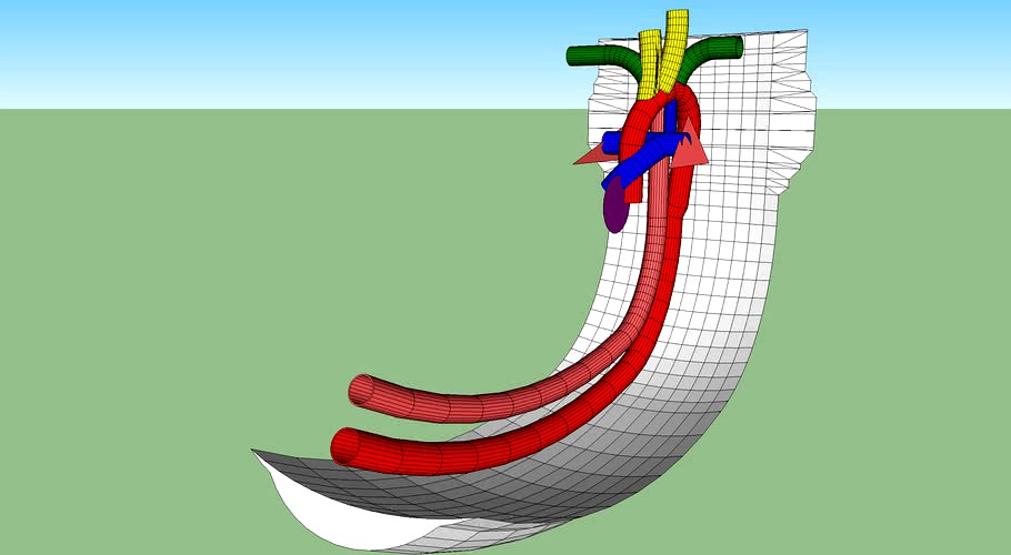 Embryonic Arches 07e test