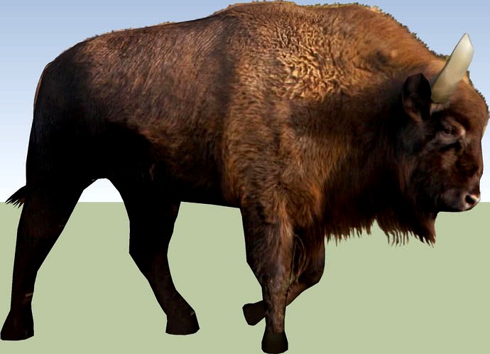 3D 'Wisent' - Bison bonasus (lat.) - Cow, Rund