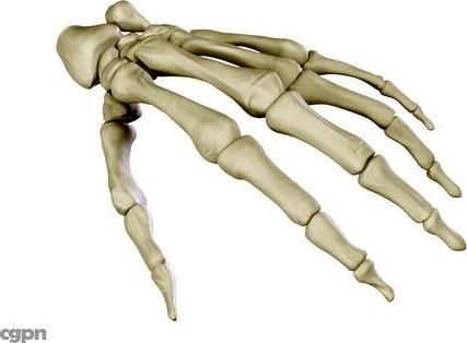 Hand Skeleton3d model