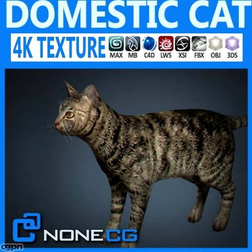 Domestic Cat3d model