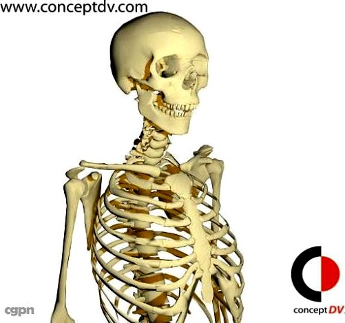 Human Skeleton3d model