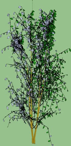 quercus ilex