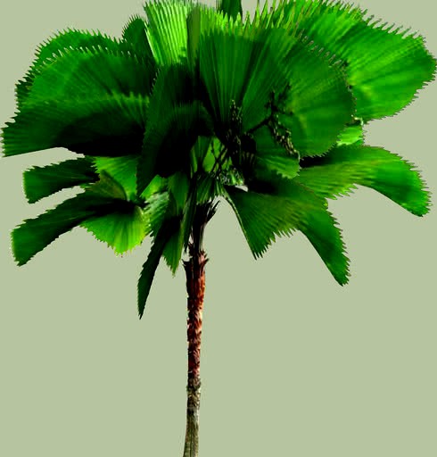 COQUEIRO DE JARDIM