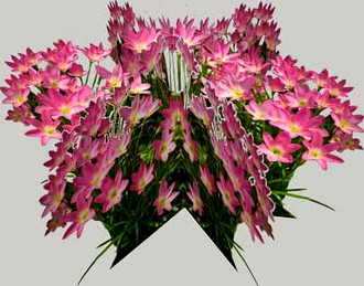 bunga purpule