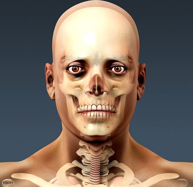 Human Male Body, Respiratory System and Skeleton - Anatomy3d model
