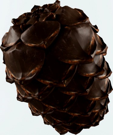 Cedar Cone