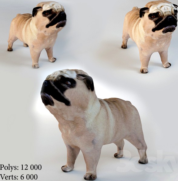 Pug