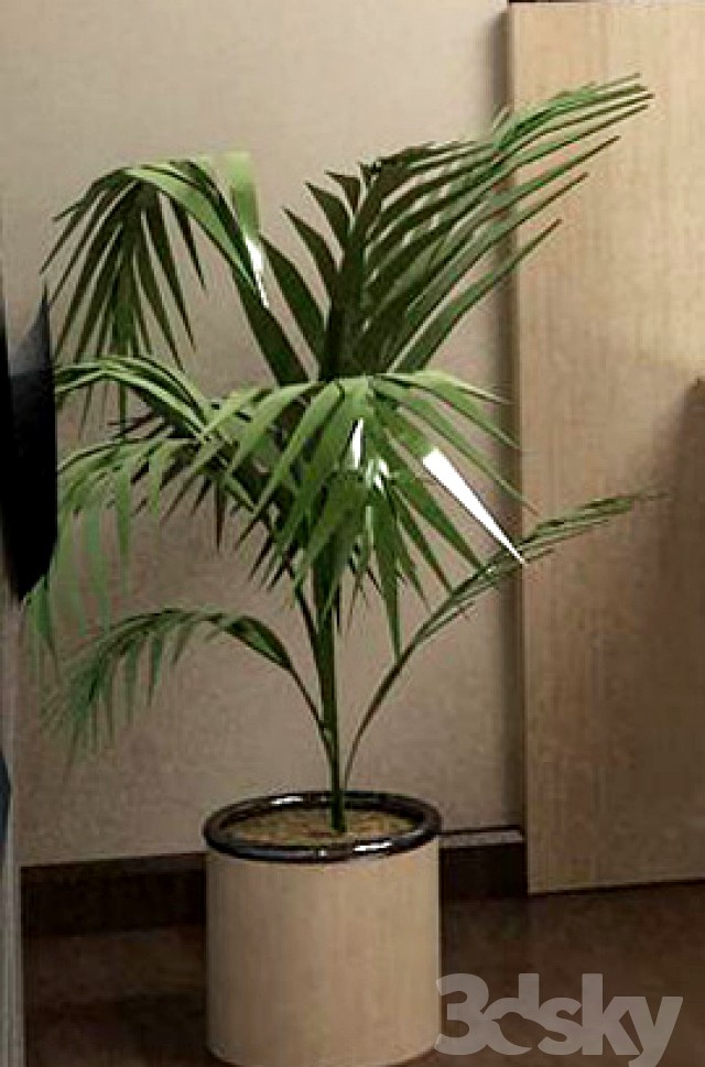 Plant
