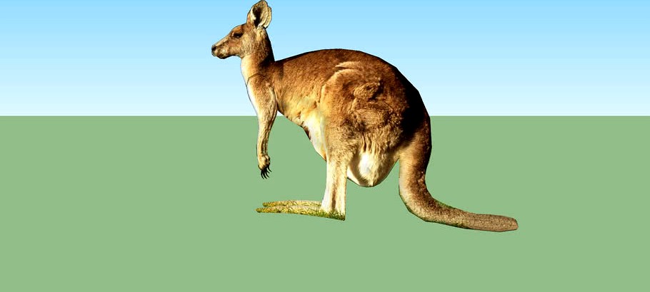 Kangaroo