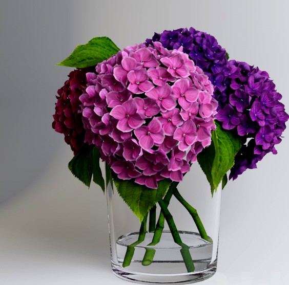 Hydrangea