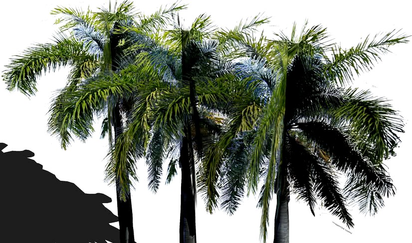 大王椰子樹群