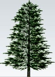 LARGE PINE
