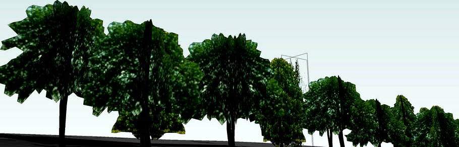 Drzewa Frombork 6