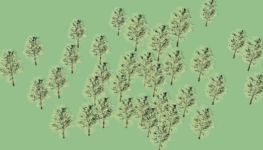 Bosque dos Jequitibás