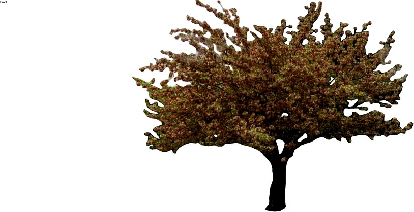 Crabapple