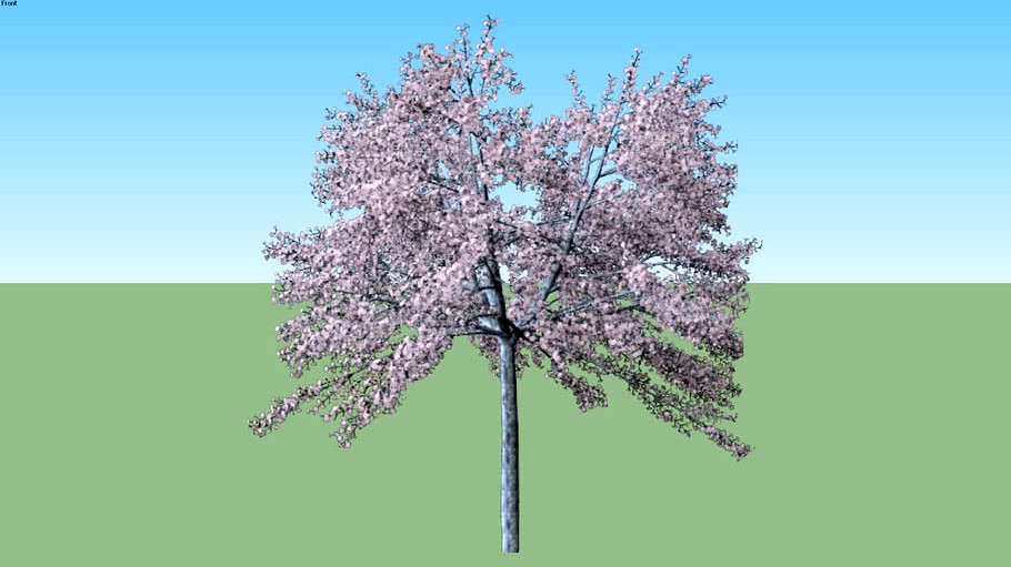 Cherry Flowering Prunus serrulata flowering small