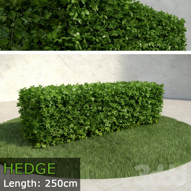 Hedge