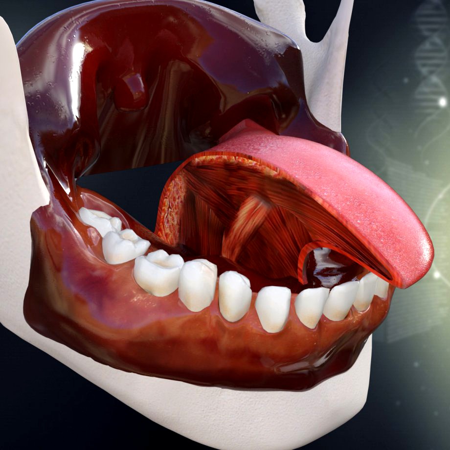 Human Teeth Gums and Tongue Anatomy3d model