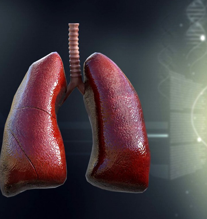 Human Lungs Anatomy3d model