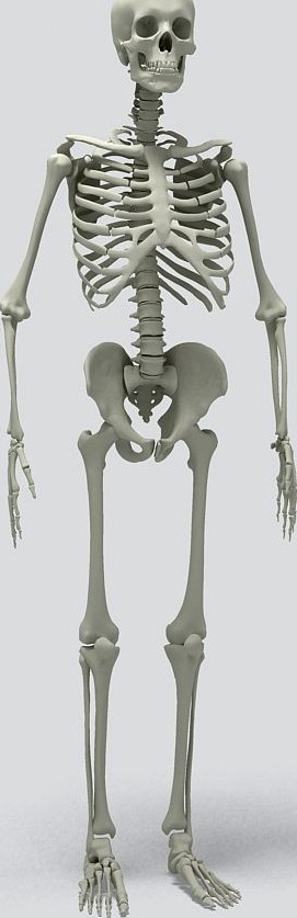 Human Skeleton3d model