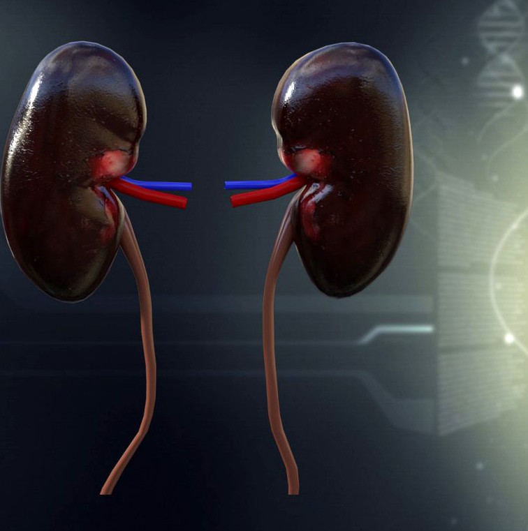 Human Kidney Anatomy3d model