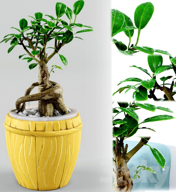 Bonsai