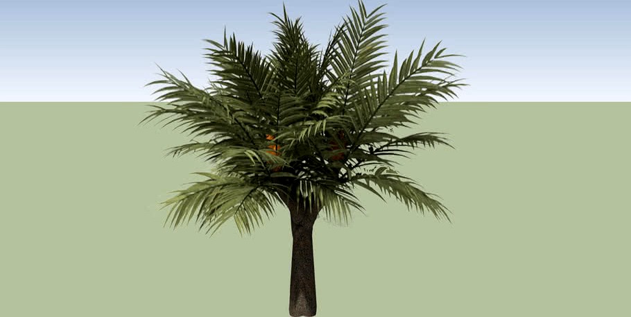 Bread Palm (Cycas rumphii)_02